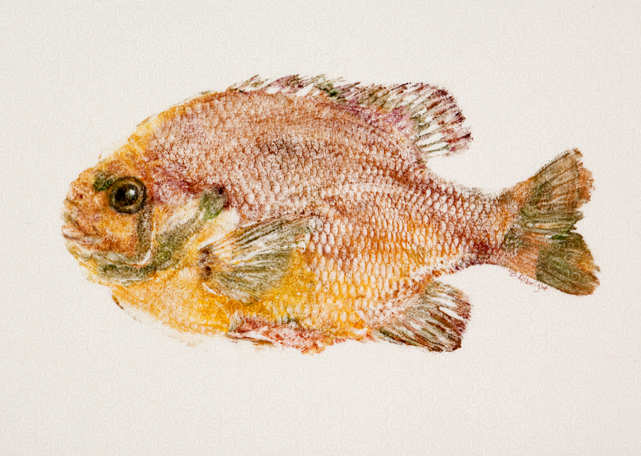 Gyotaku of Sunfish.png