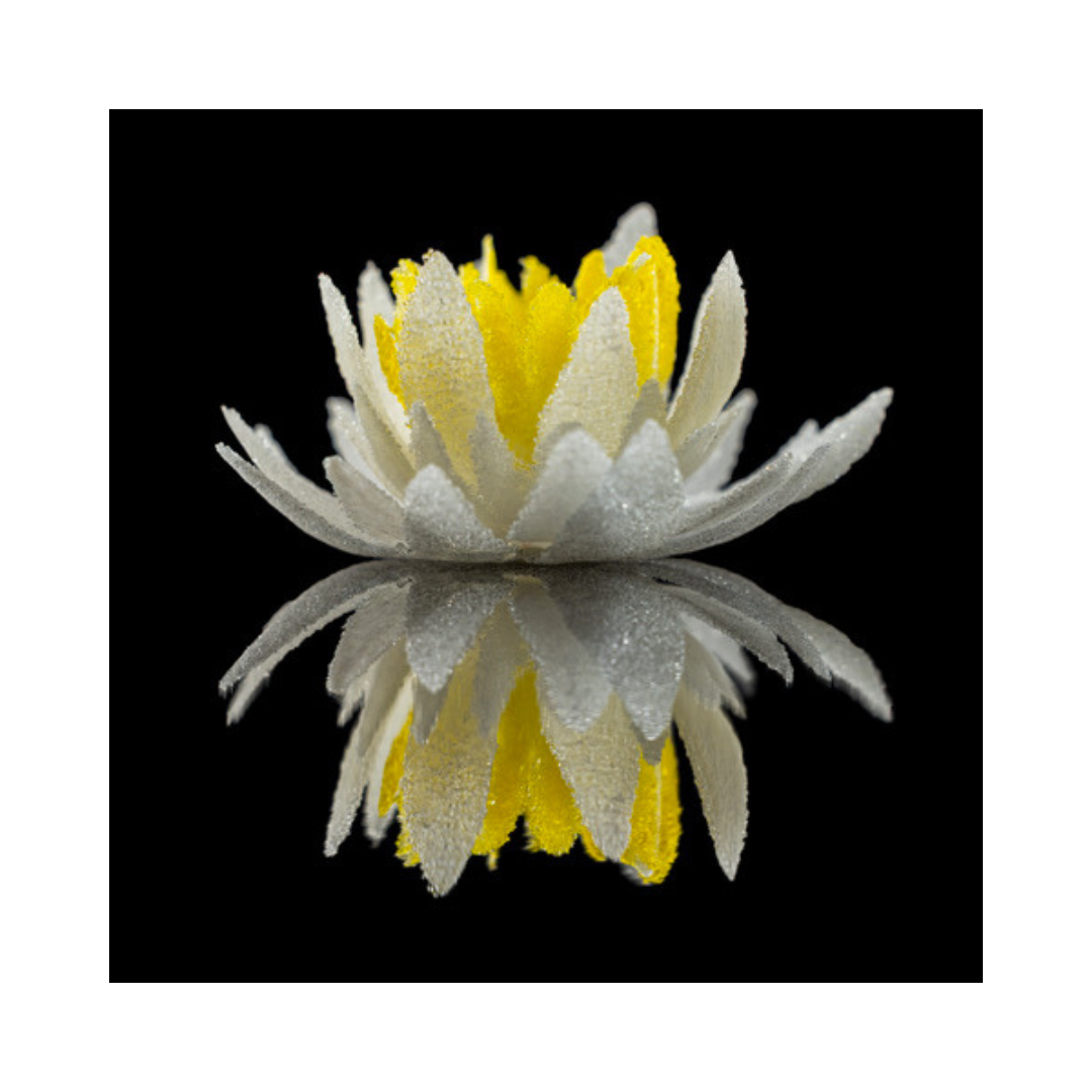 Petals of Presence