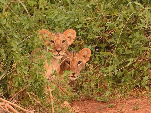 Lions+in+the+Samburu.jpg