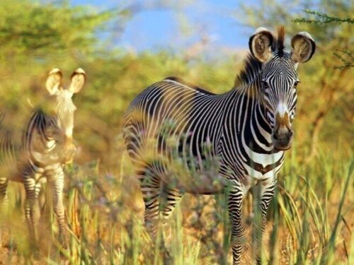 Grevy's+Zebras.jpg