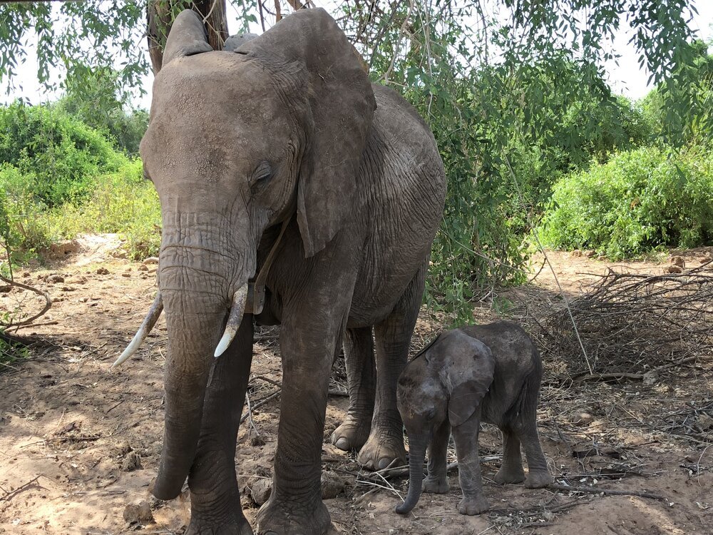 Elephants+in+the+Samburu.jpeg
