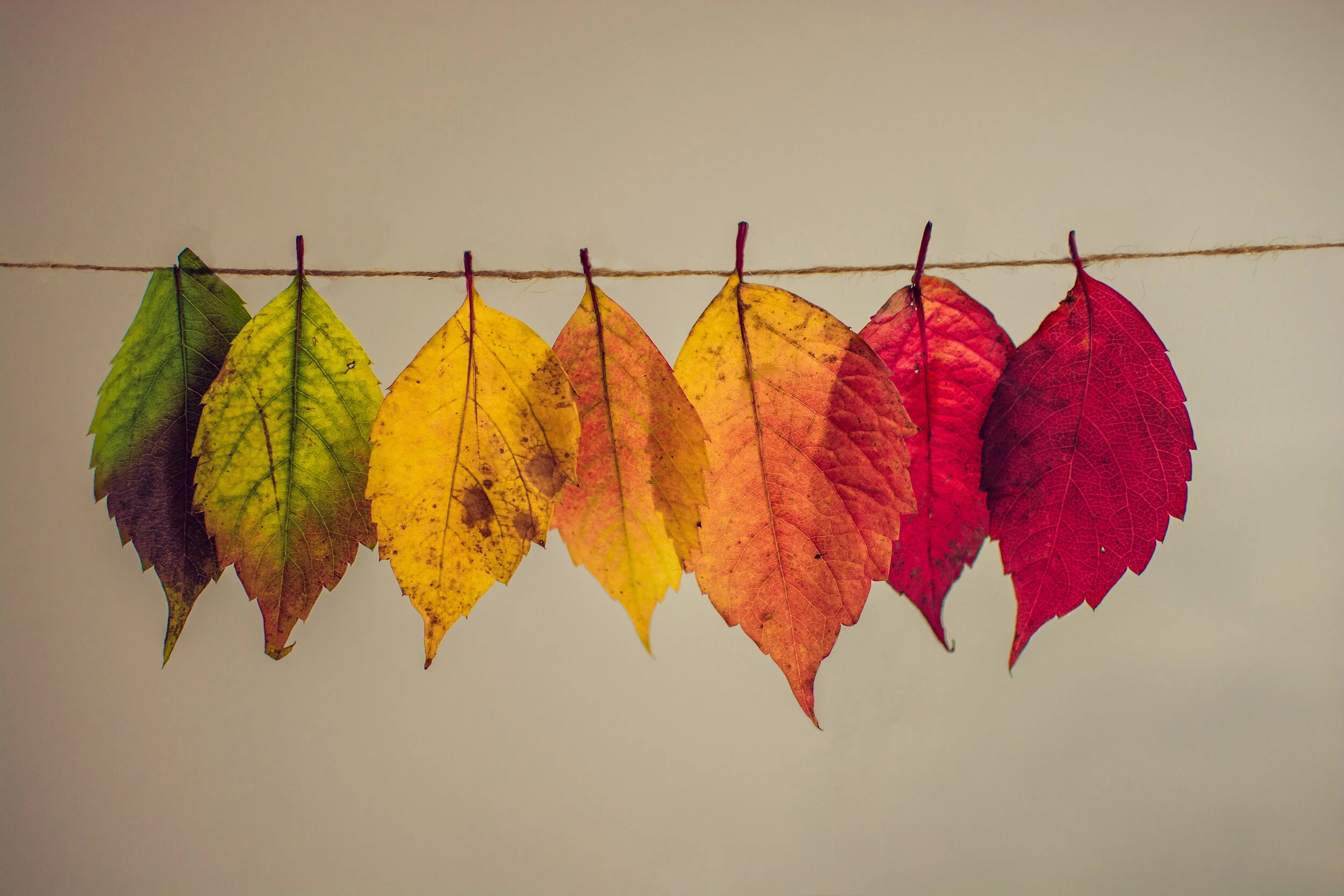 Leaves-002.jpg