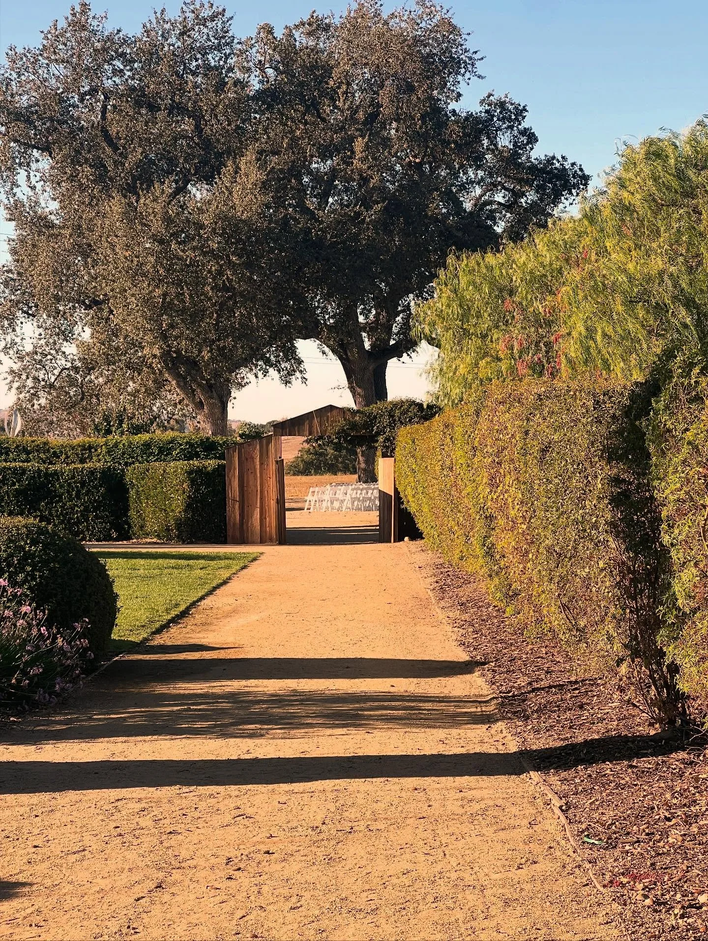 A vineyard ceremony tucked under oak tree&rsquo;s, golden light, rows of vines stretching beyond, and a rustic barn backdrop that whispered stories of time and tradition &mdash; the perfect setting to celebrate Hannah &amp; Sean&rsquo;s love story. @