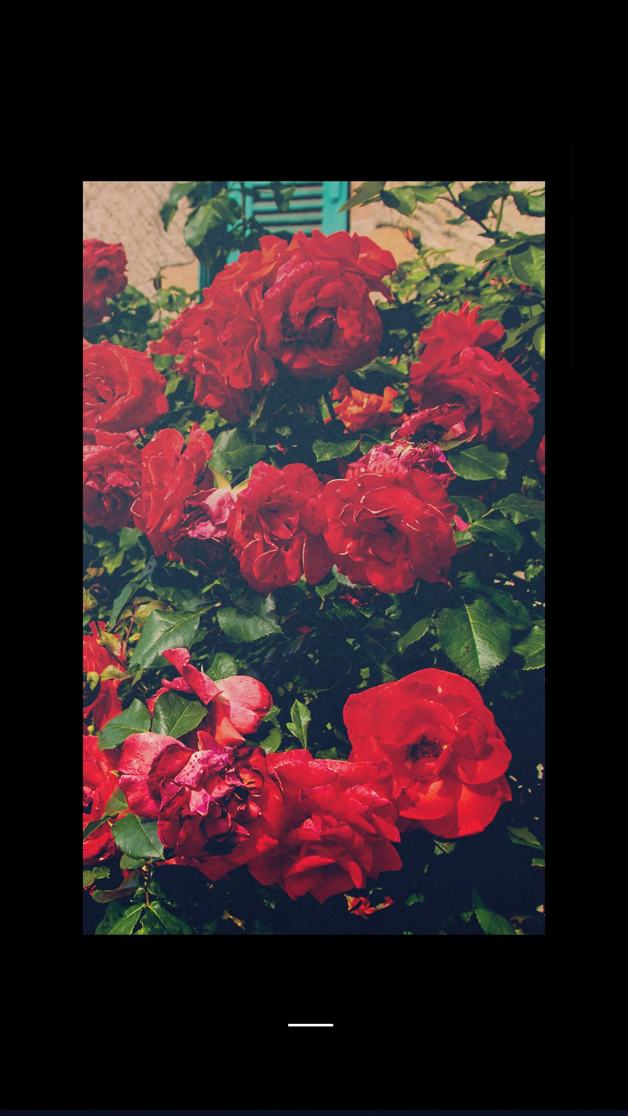 roses.jpg