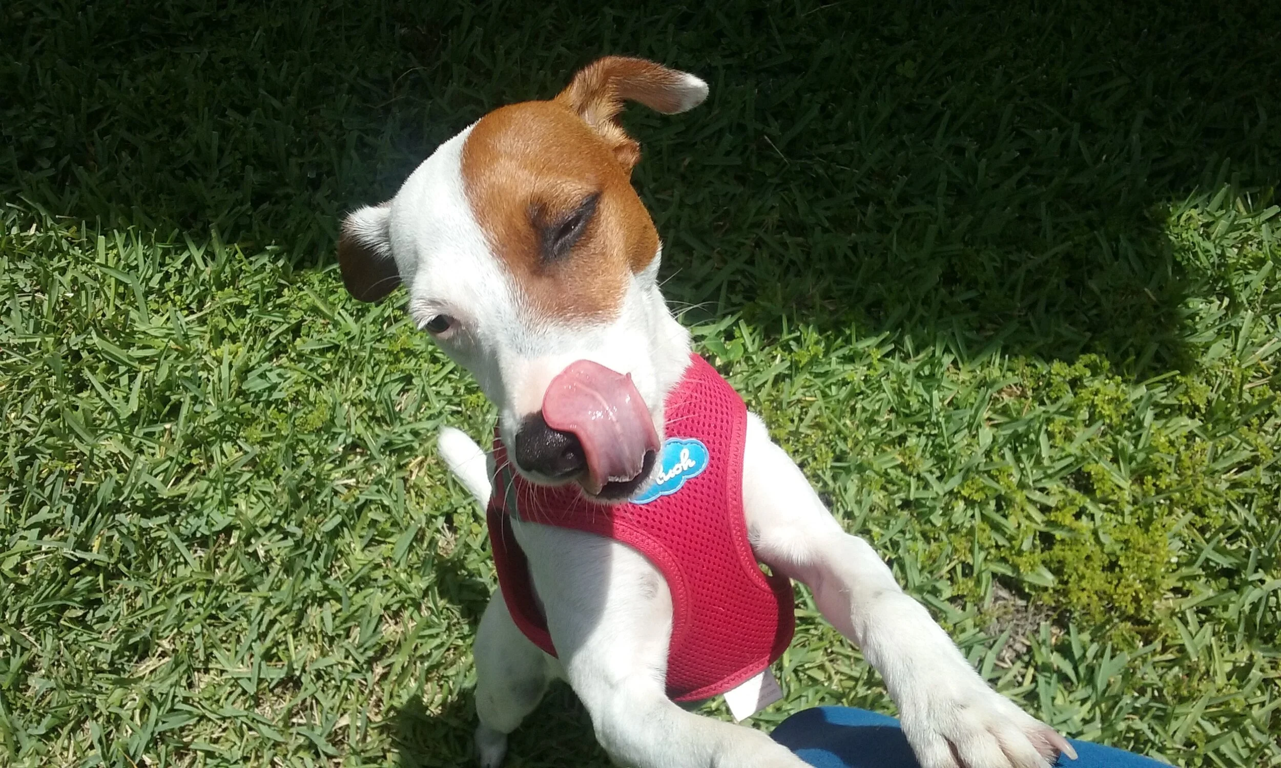 Diana Gossy - Palm Beach Pet Concierge