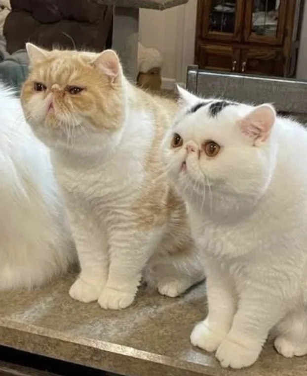 Tucker &amp; Chance's Fip Story 