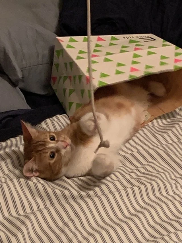 Sammy's Fip Story