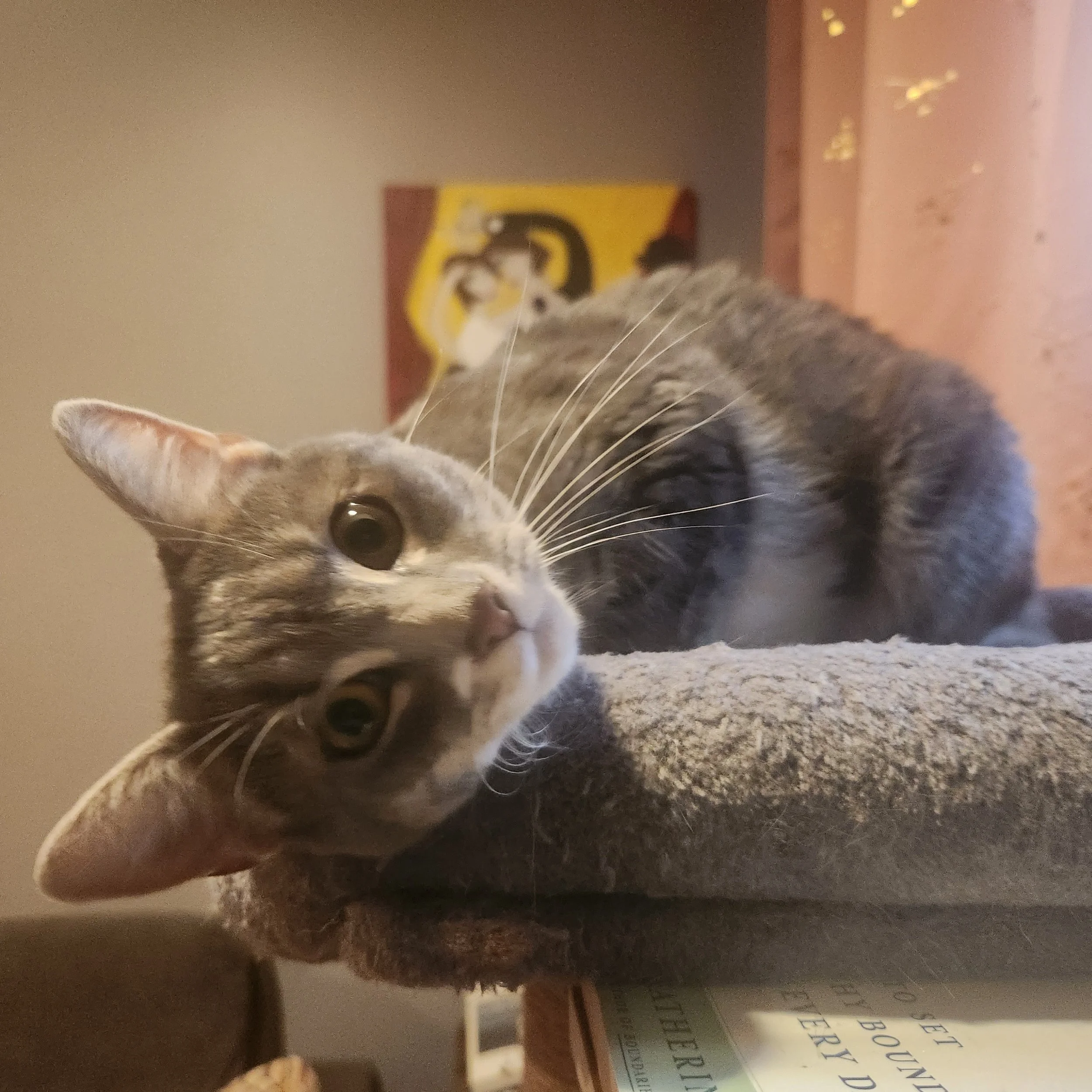 FLORA'S FIP STORY