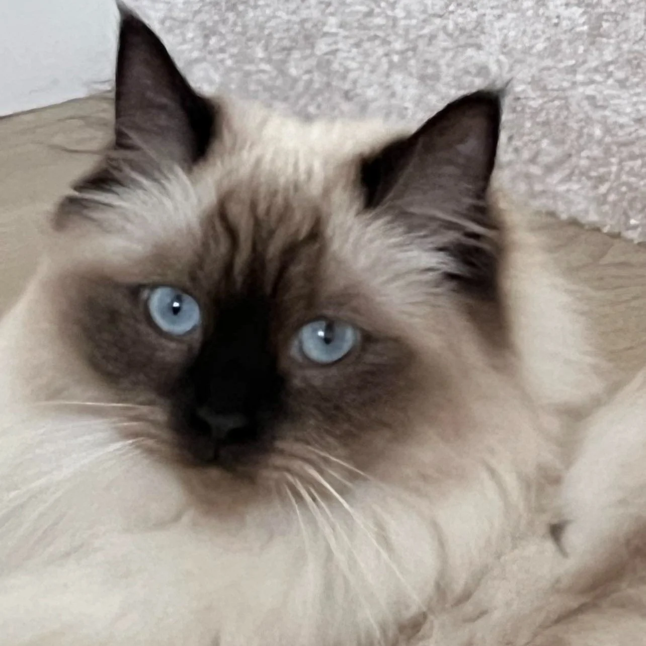 SWEETPEA'S FIP STORY