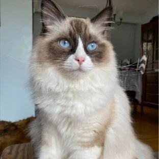 Oakley's FIP Story