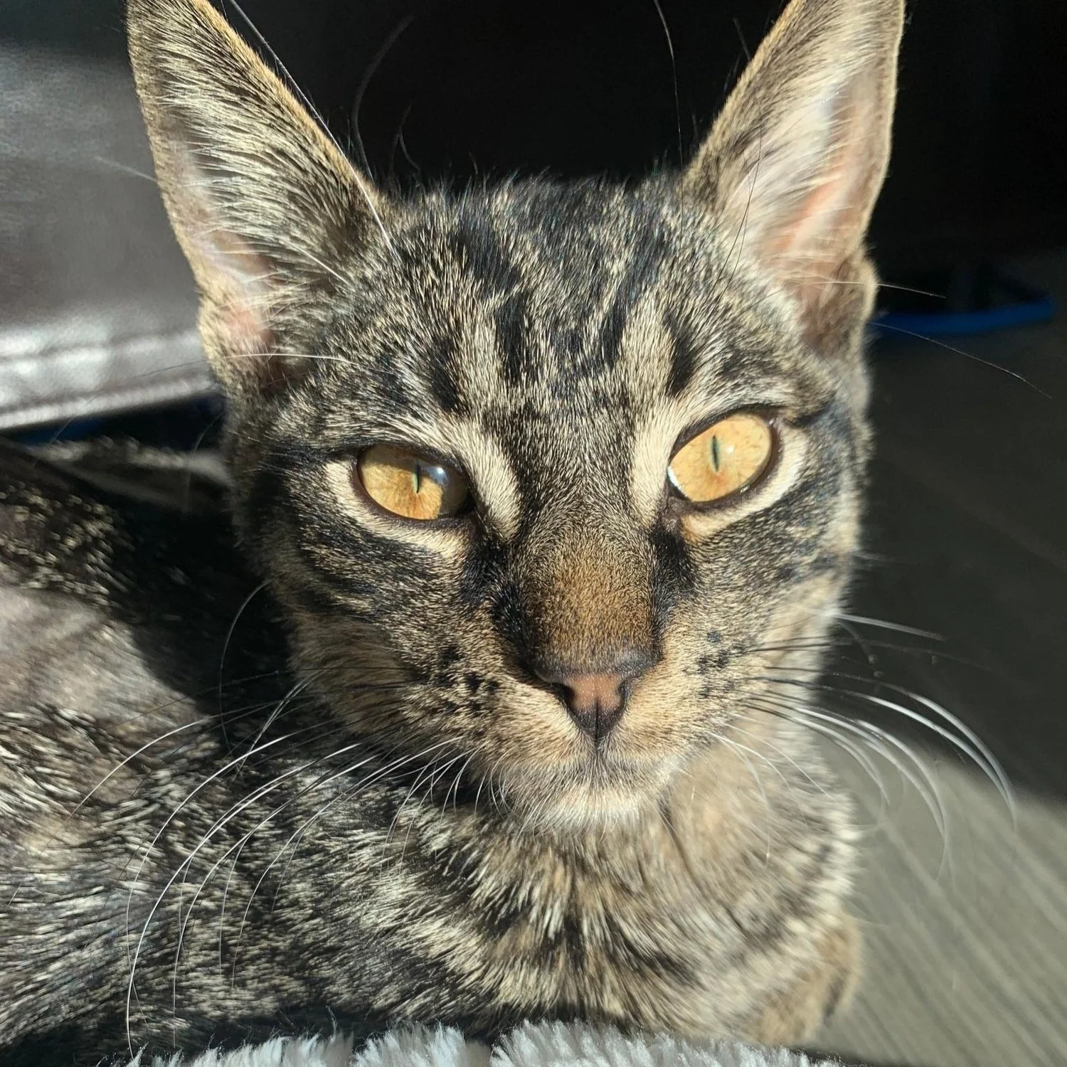 KITTY'S FIP STORY