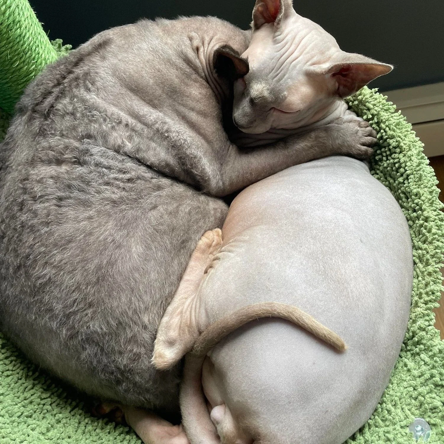 GRETCHEN'S FIP STORY