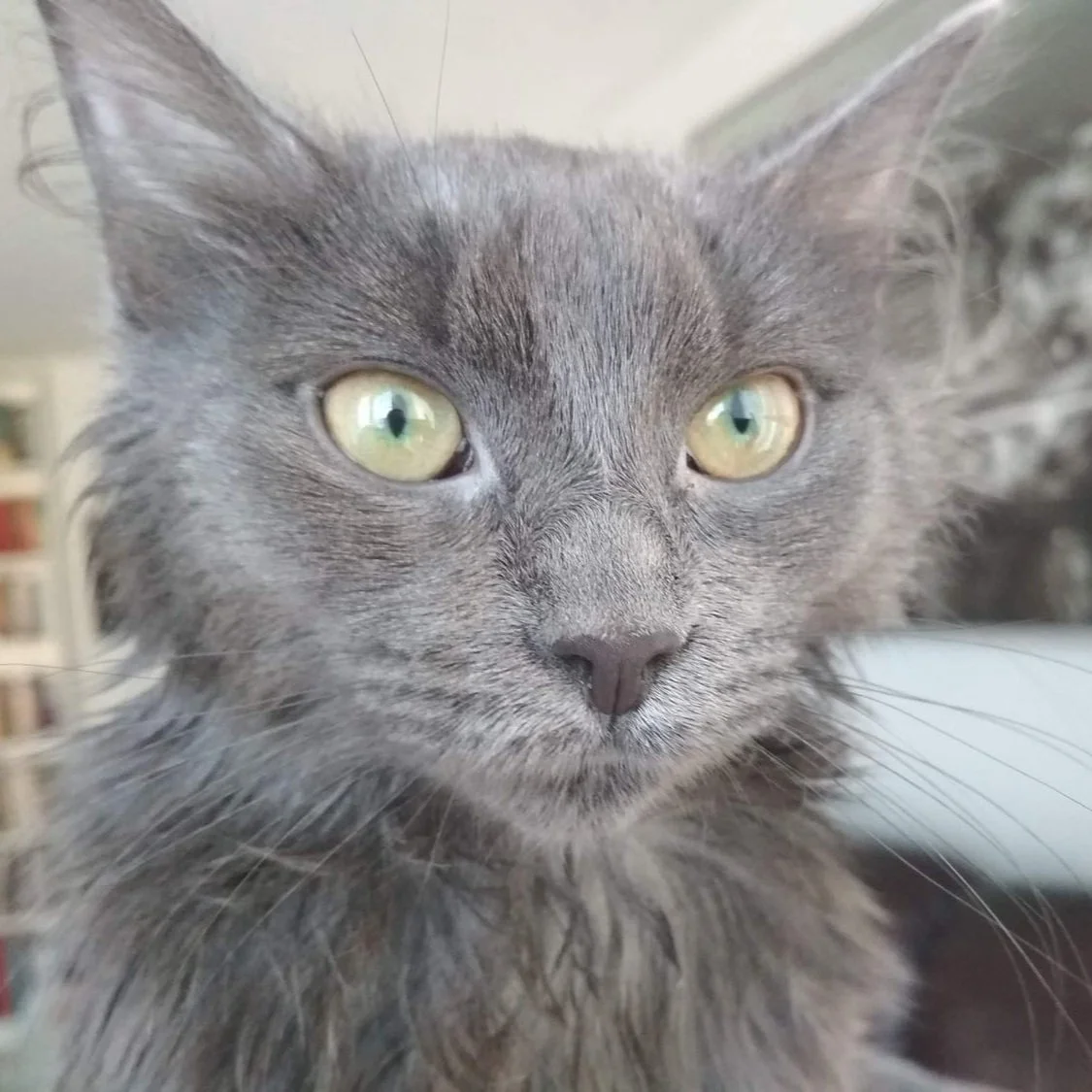 KITTY'S FIP STORY