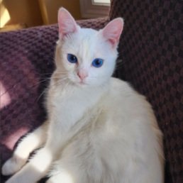 BELLA BLUE'S FIP STORY