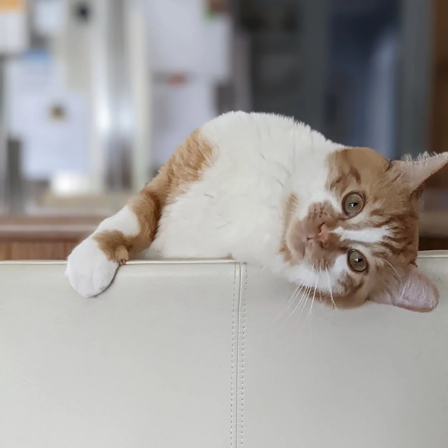 SUSHI'S FIP STORY