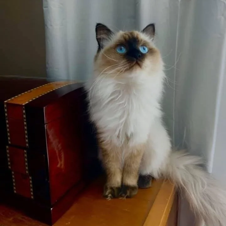 ELLAH BLUE'S FIP STORY