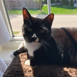 Bartholomew's Fip Story