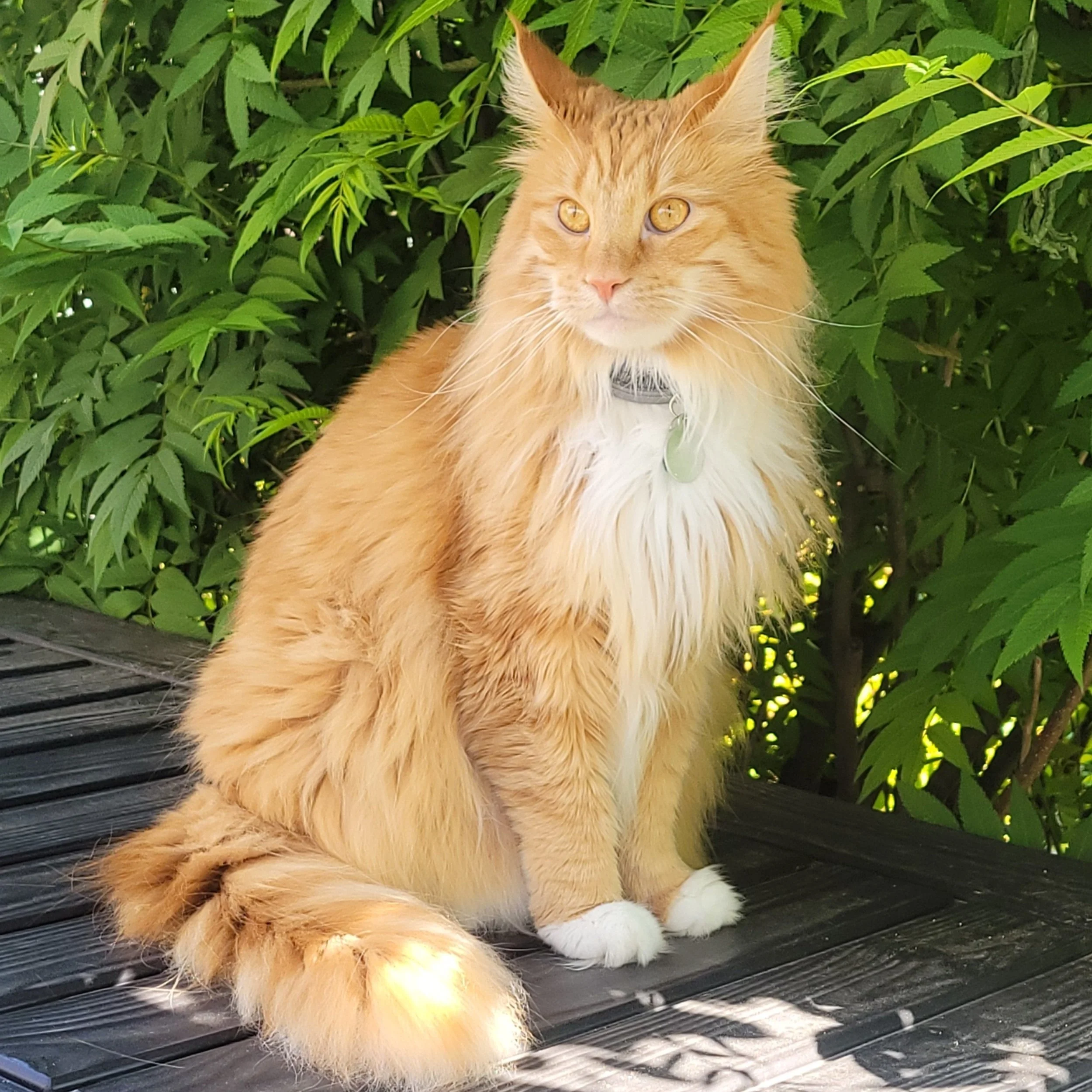 KAIJU'S FIP STORY
