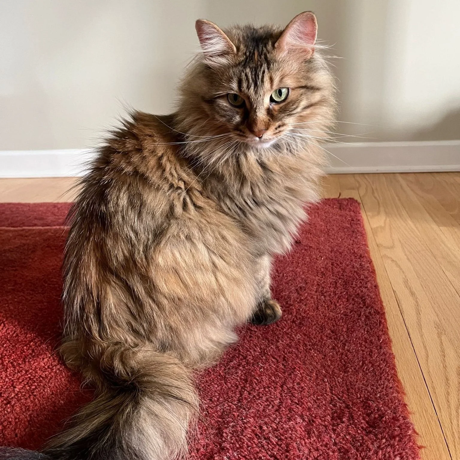 BLING BLING'S FIP STORY