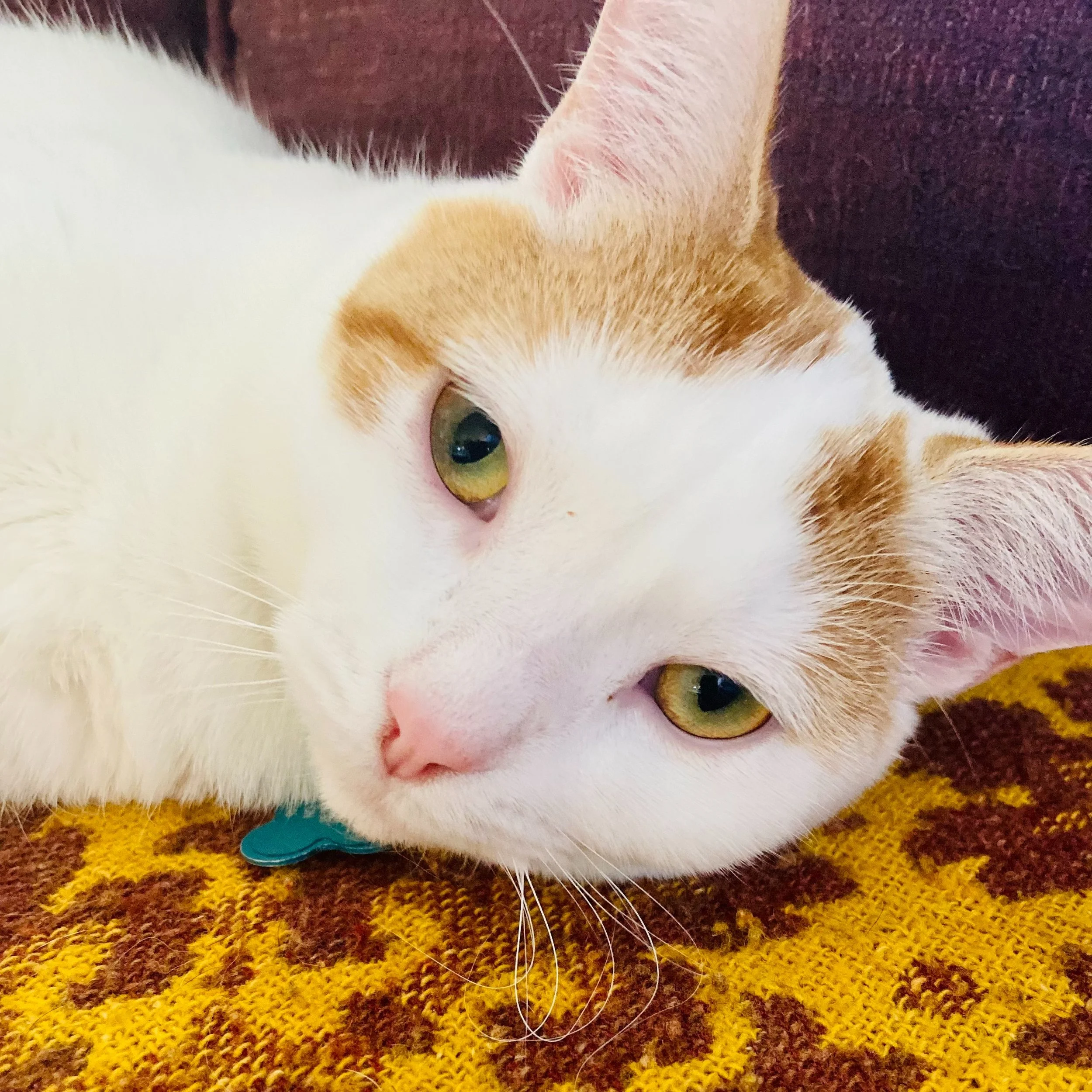 PEACHES' FIP STORY