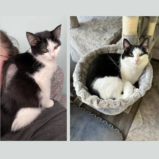 CALEDONIA'S FIP STORY