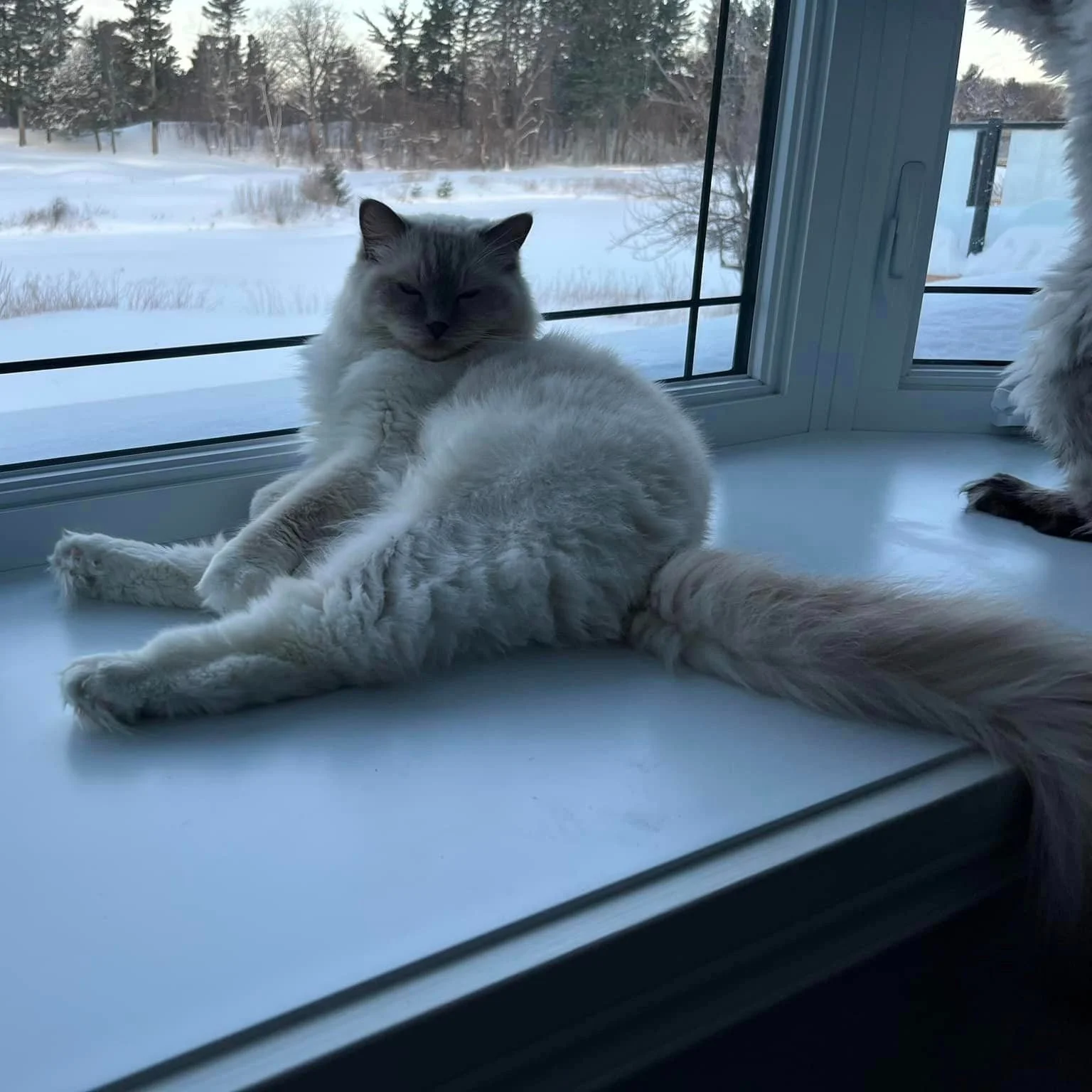 SIR PERCIVAL'S FIP STORY