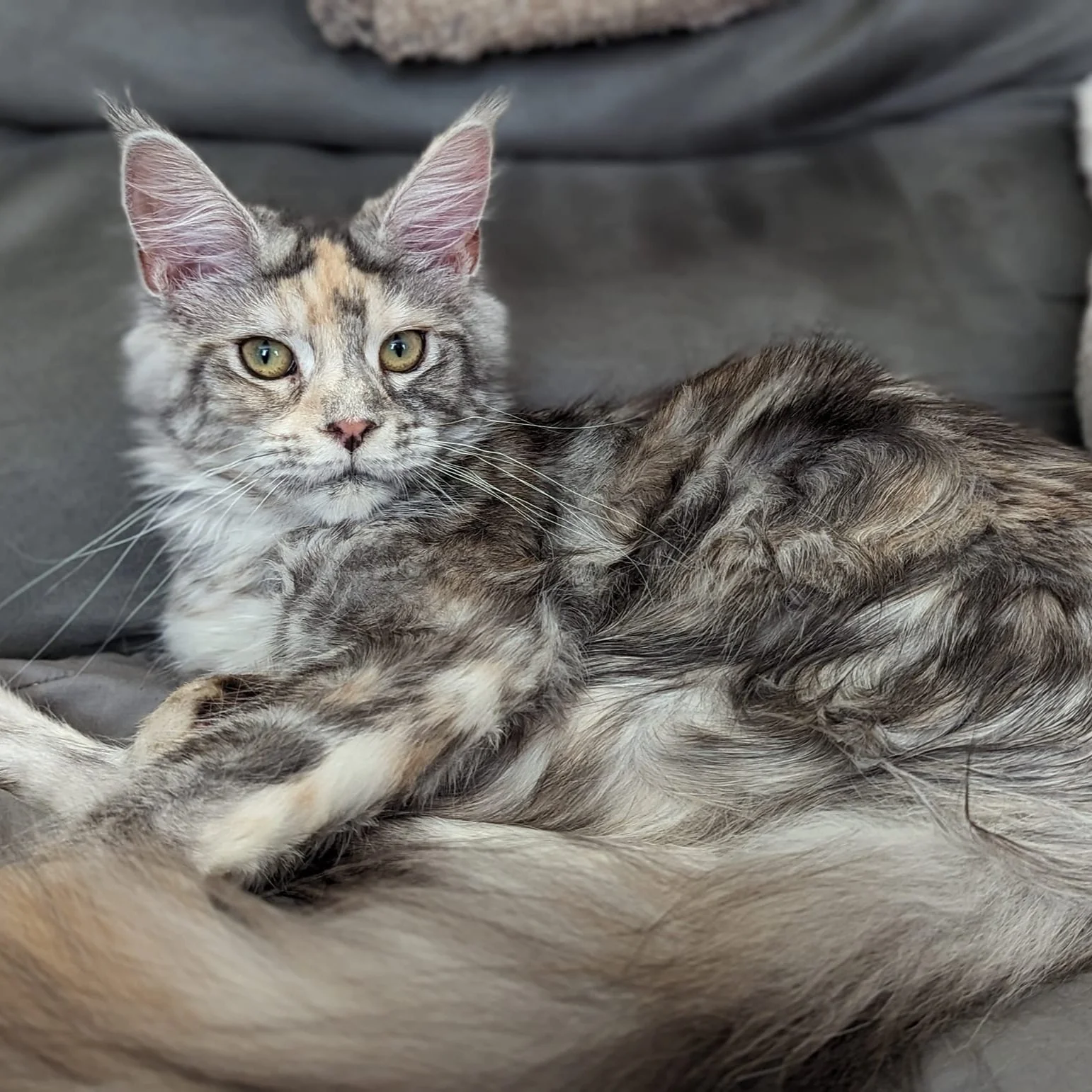 ELEKTRA'S FIP STORY