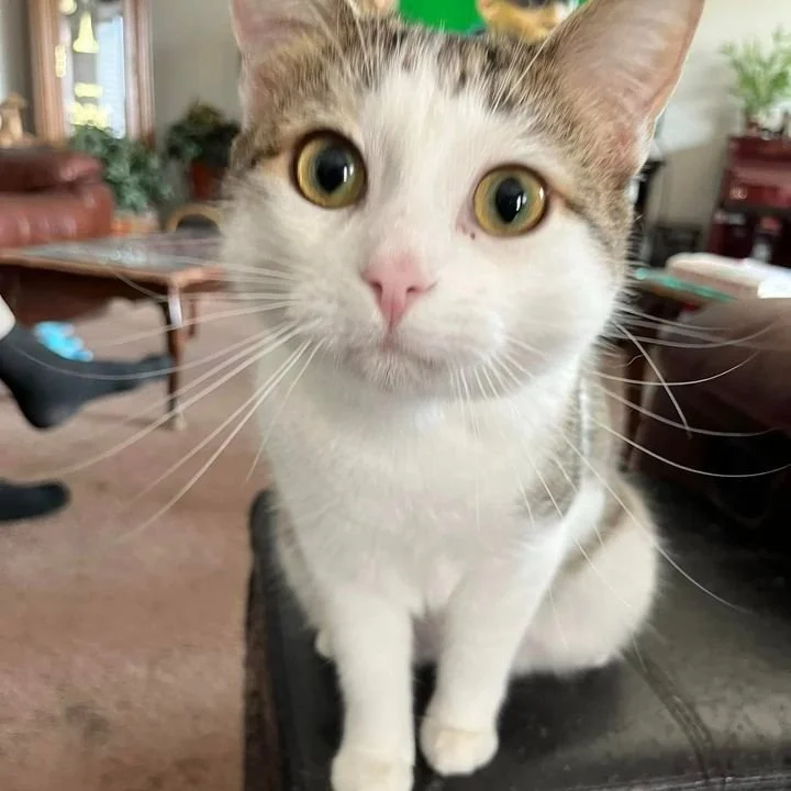 LOUIE'S FIP STORY