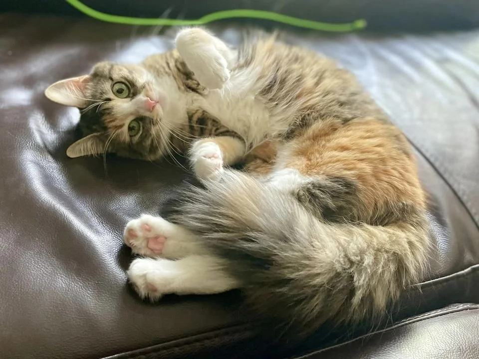 NAKA'S FIP STORY