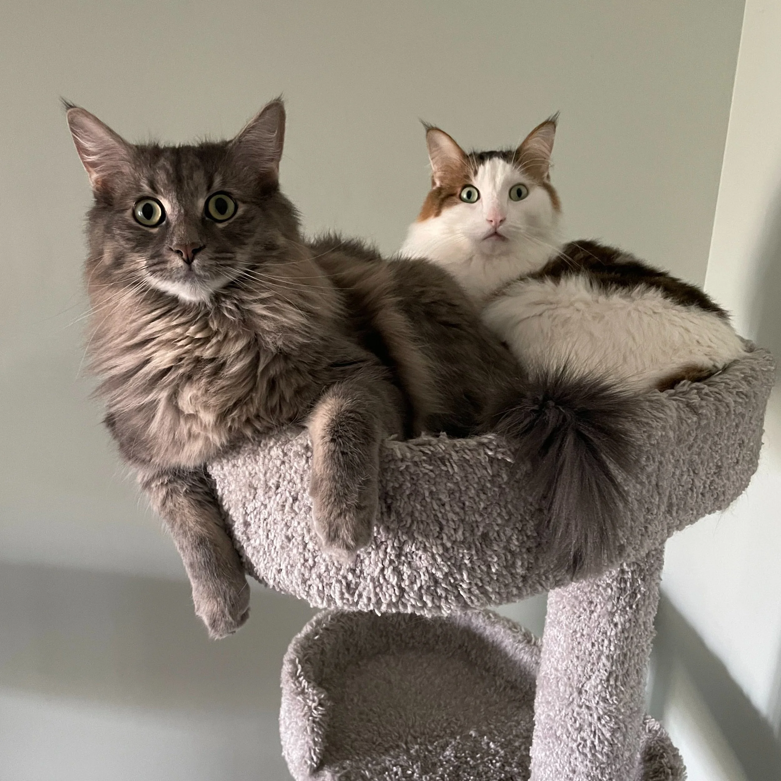 ALFIE AND JEROME'S FIP STORY
