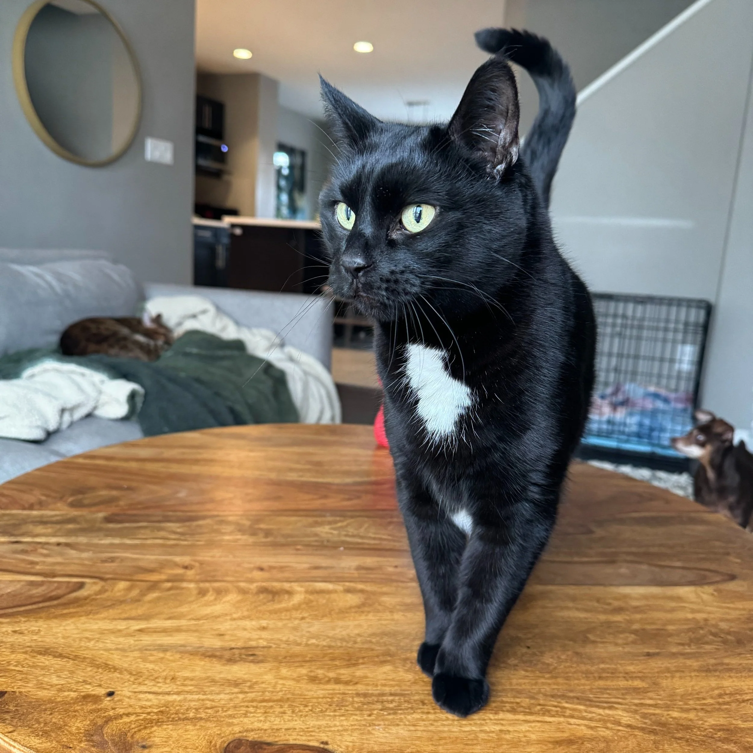 ZARA'S FIP JOURNEY