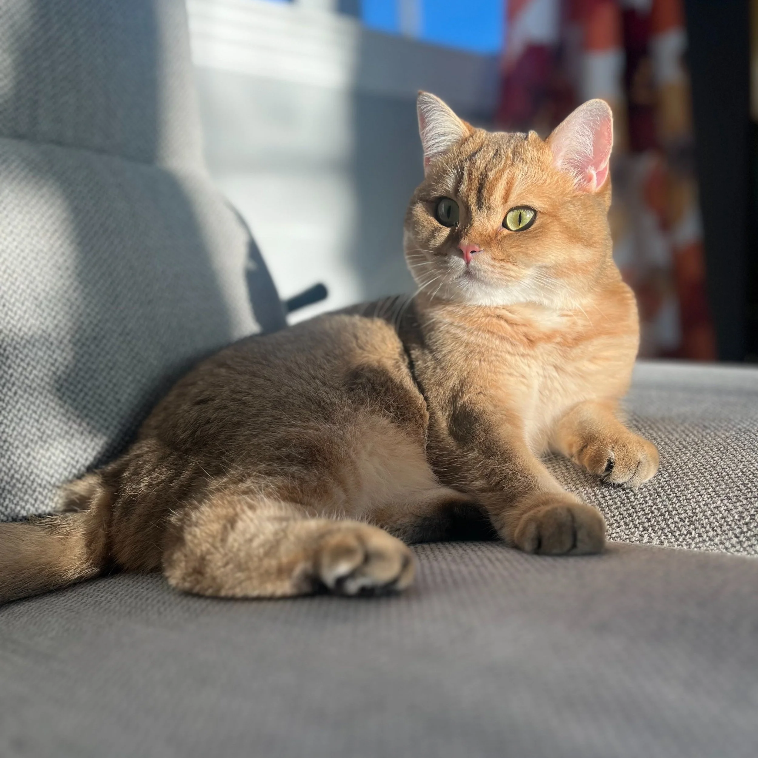 GUCCI'S FIP JOURNEY