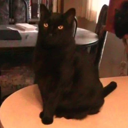 SPOOKY'S FIP JOURNEY