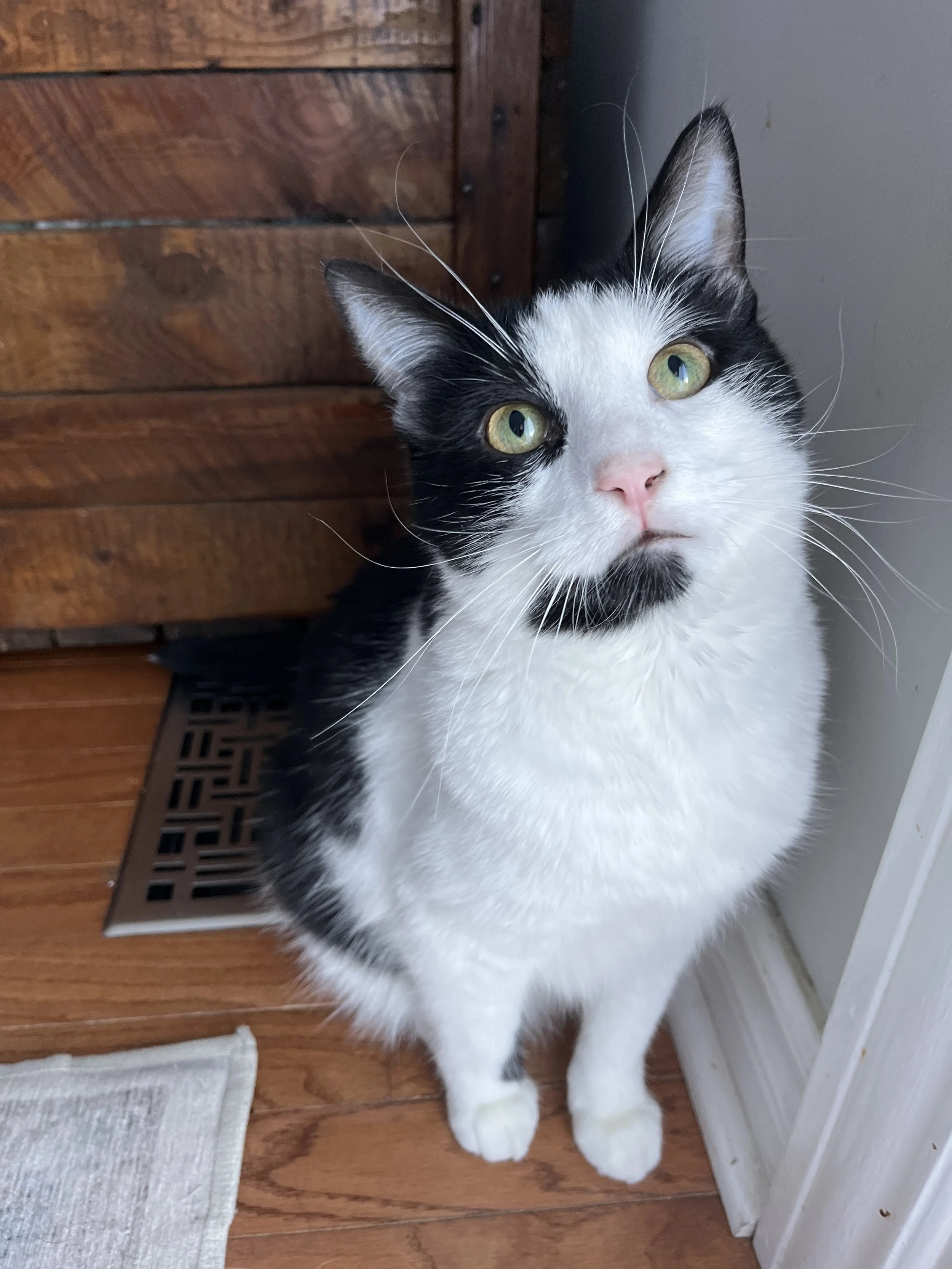 TEDDY'S FIP JOURNEY