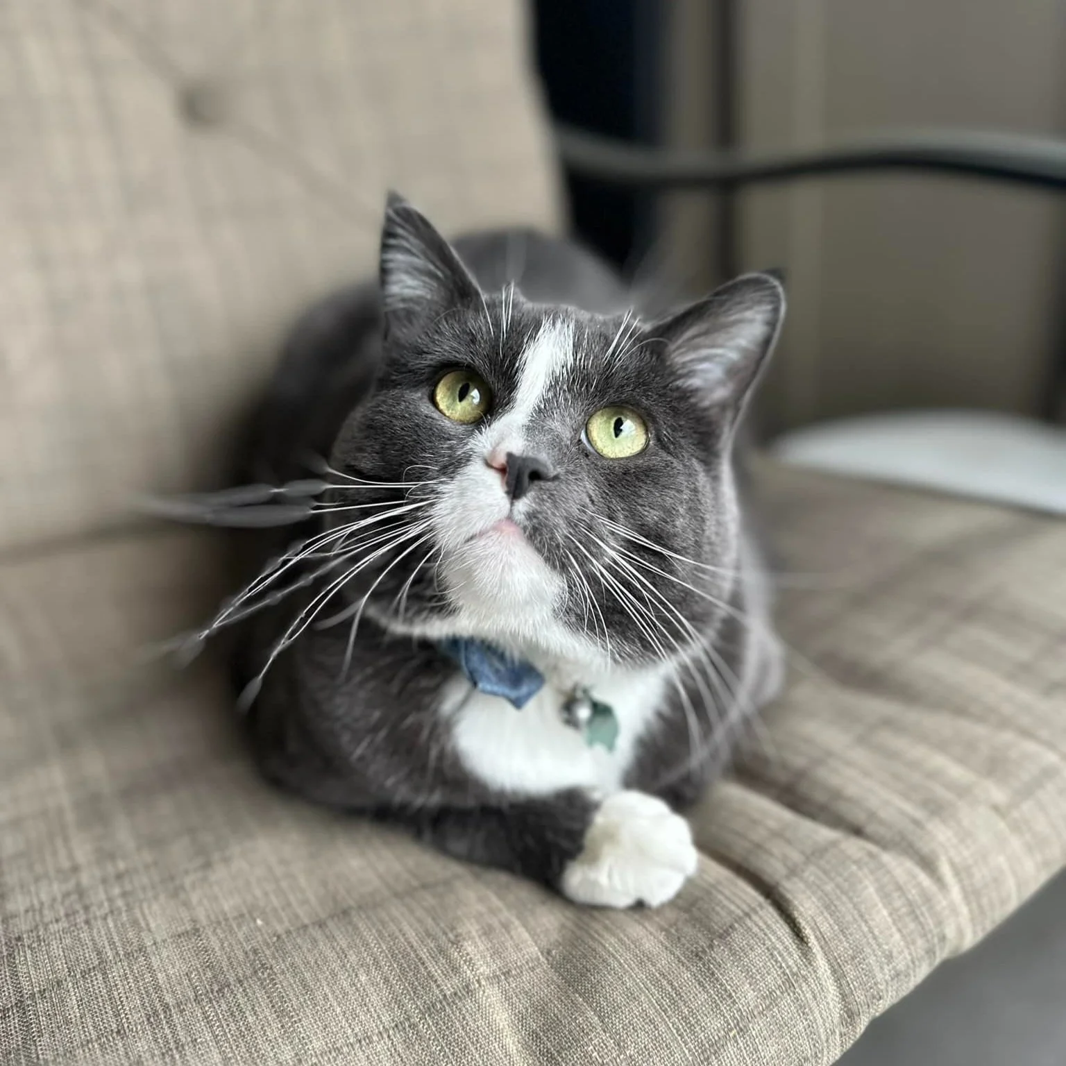 GRAYSON'S FIP JOURNEY