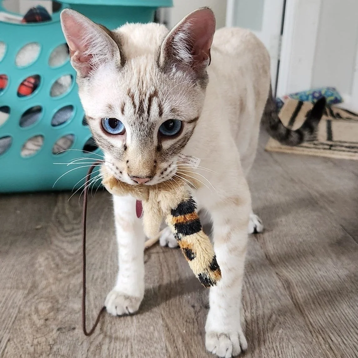 KOVU'S FIP JOURNEY