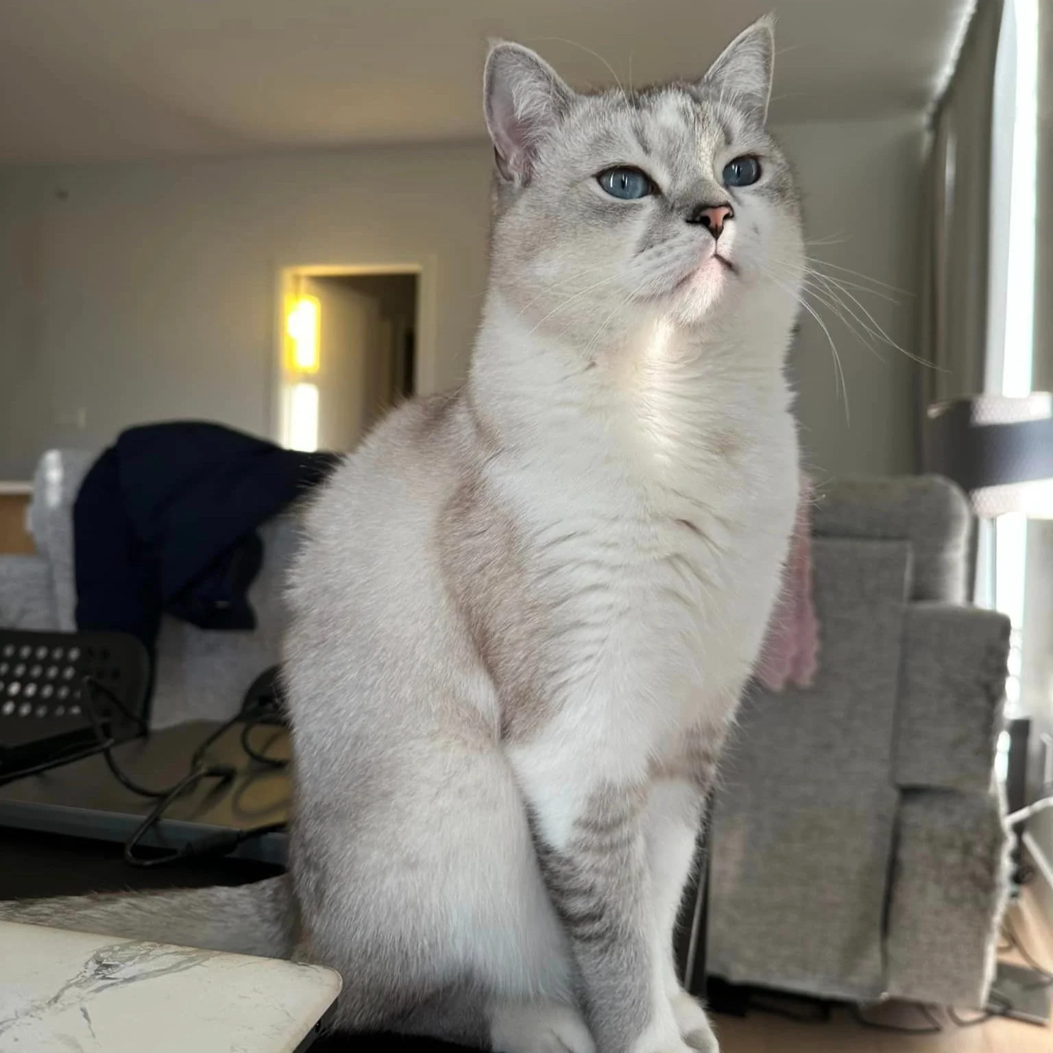 BUBU'S FIP JOURNEY