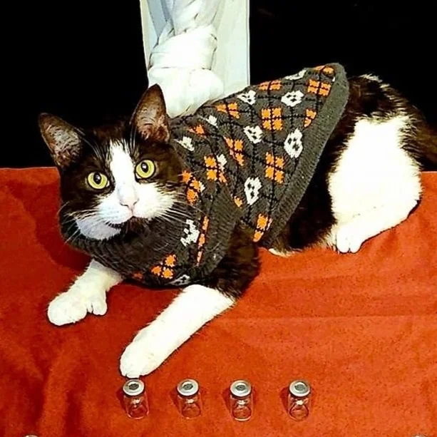 GREMLIN'S FIP JOURNEY