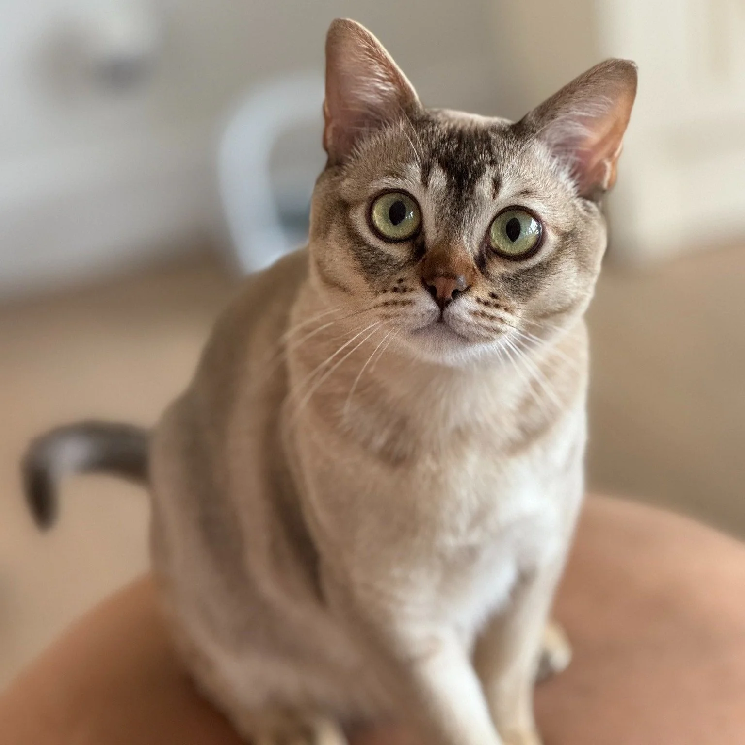 GEORGIE'S FIP JOURNEY