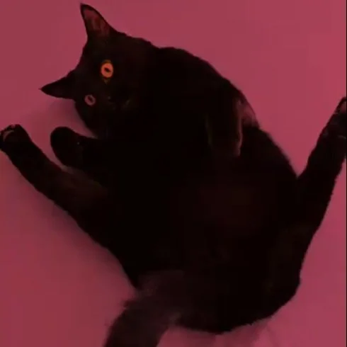 OZZY'S FIP JOURNEY