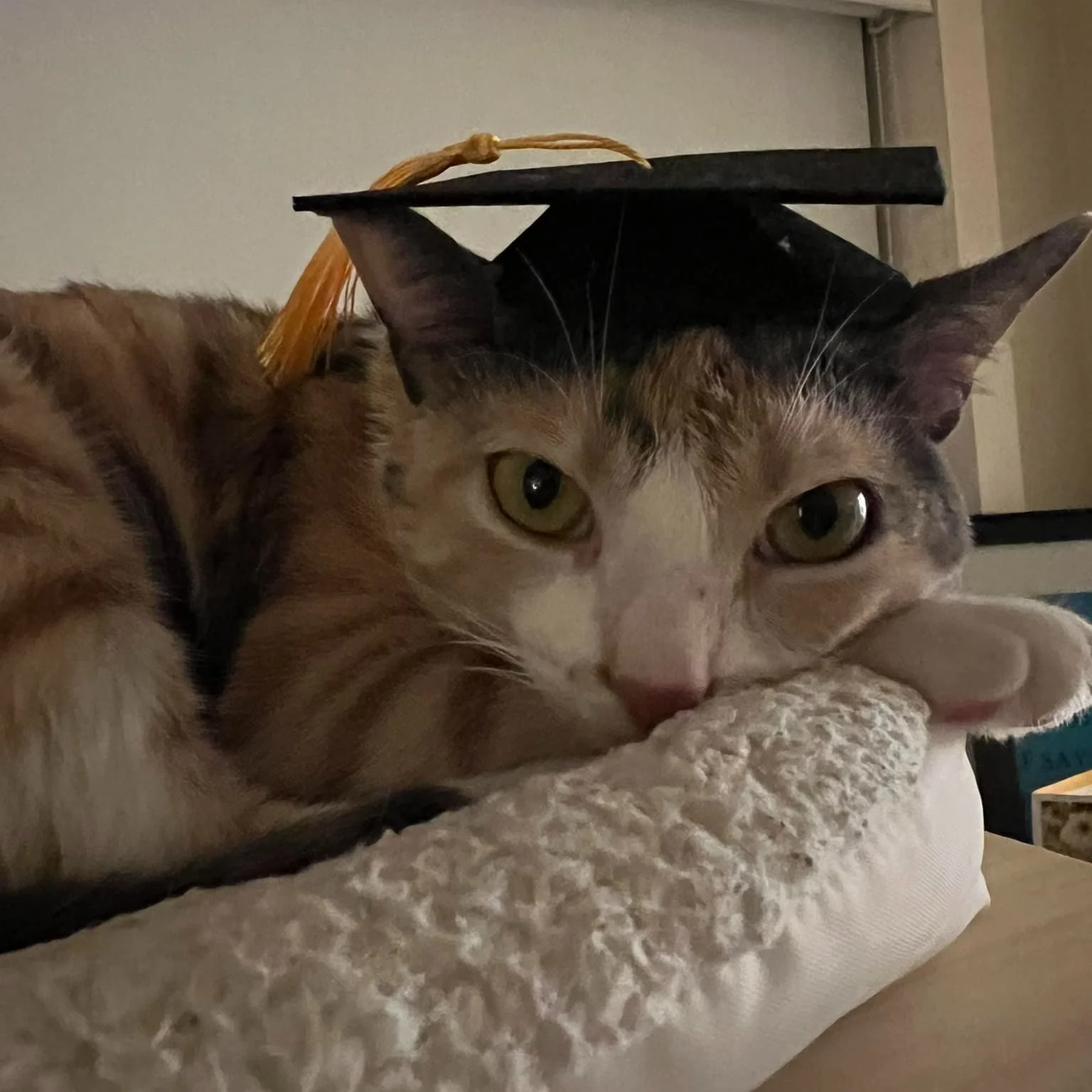 WILLOW'S FIP JOURNEY