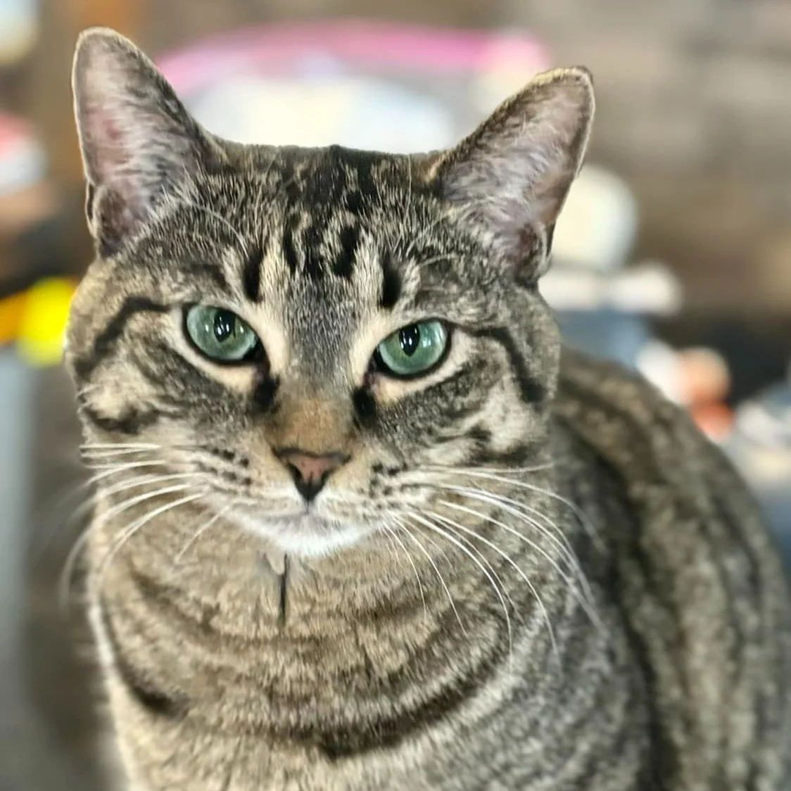 ROXANNE'S FIP JOURNEY