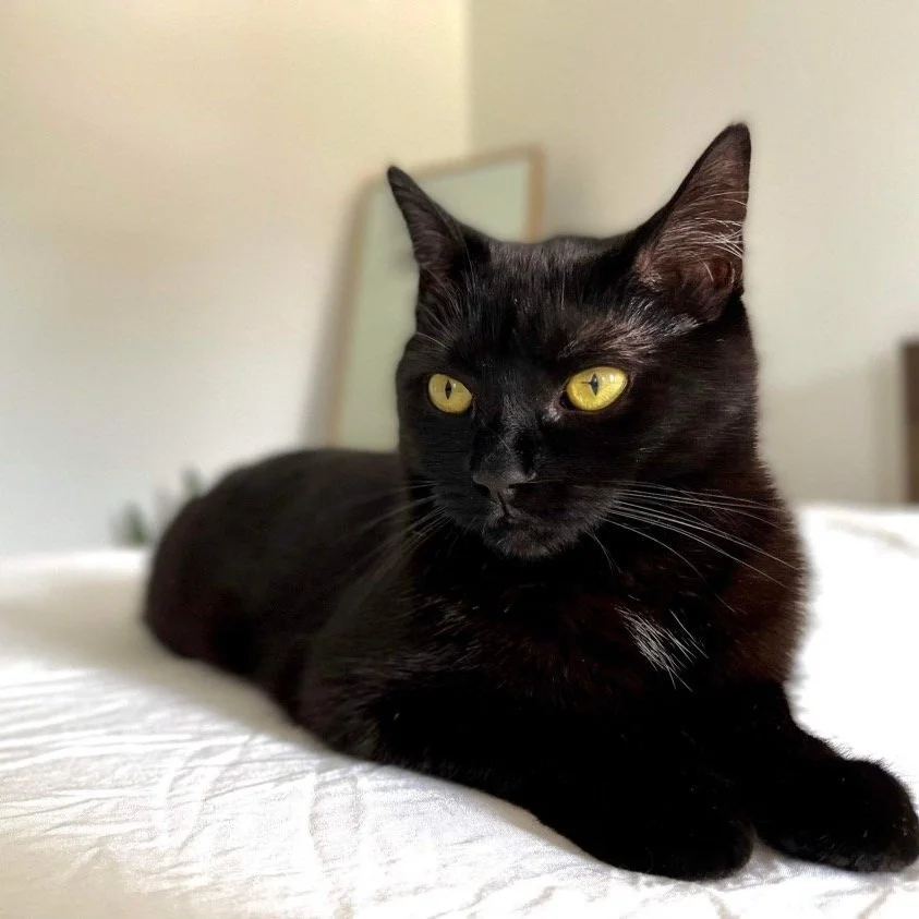 SCARLETT'S FIP JOURNEY