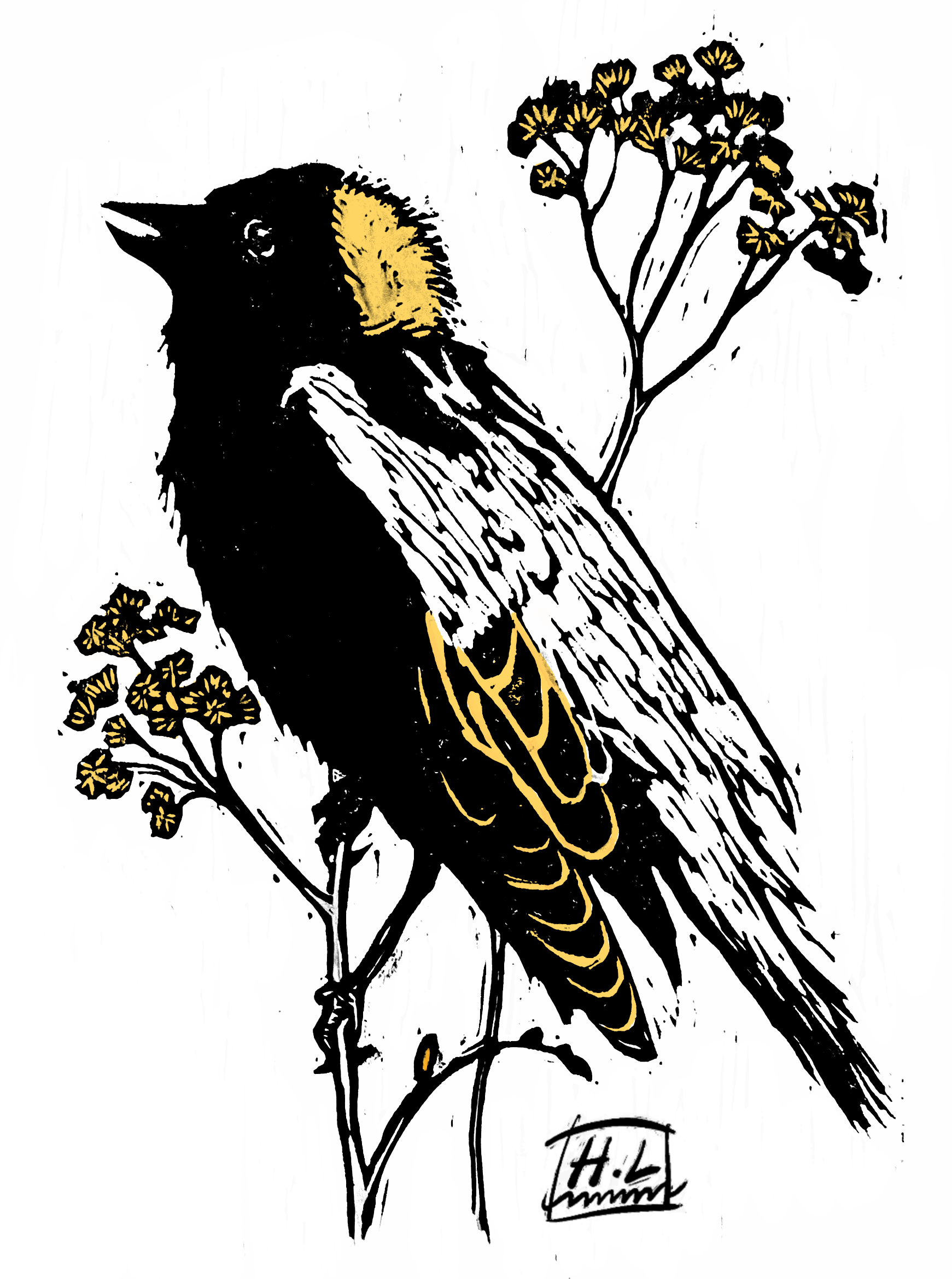 Bobolink for shirt .png