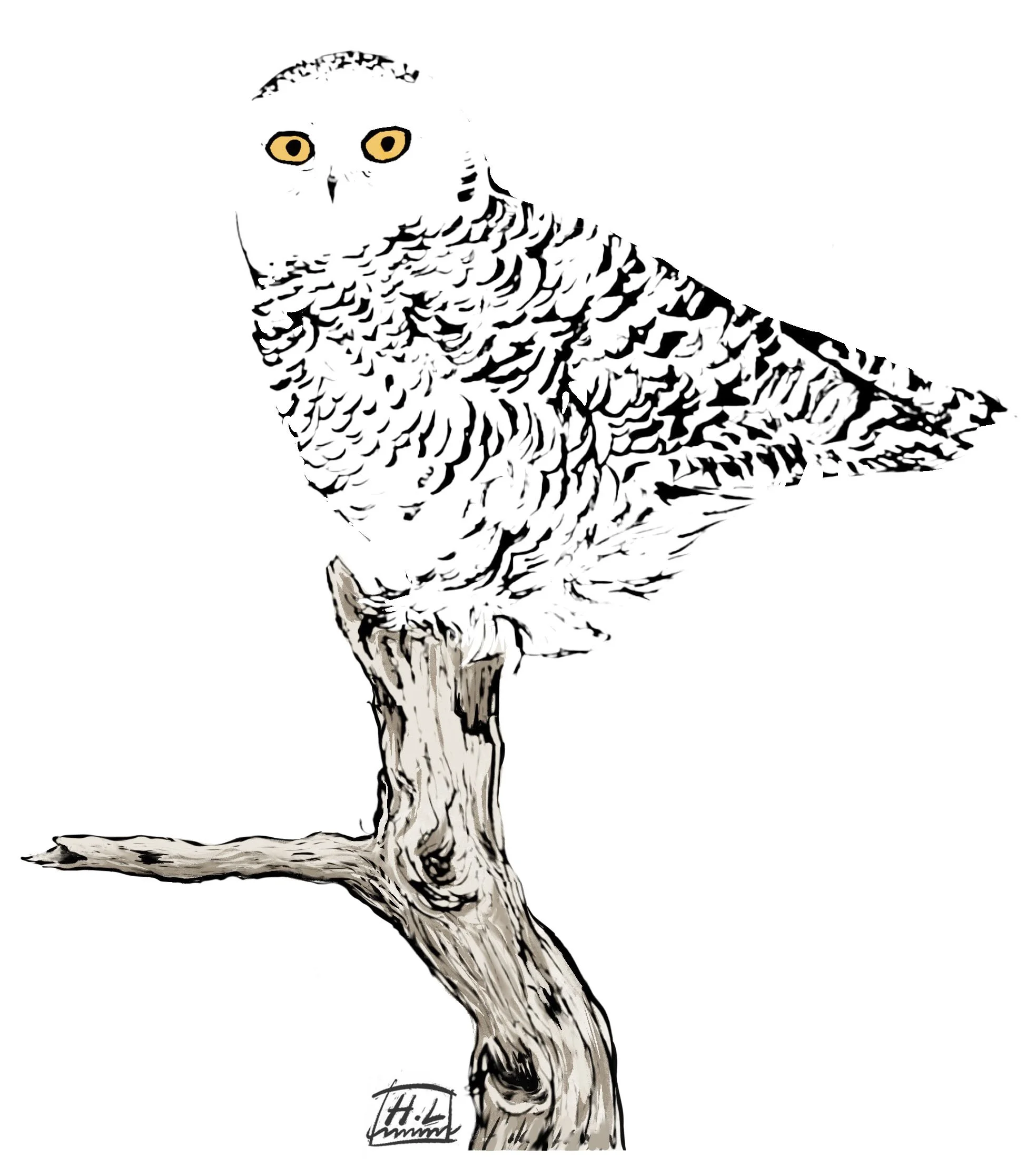 snowyowl.jpg