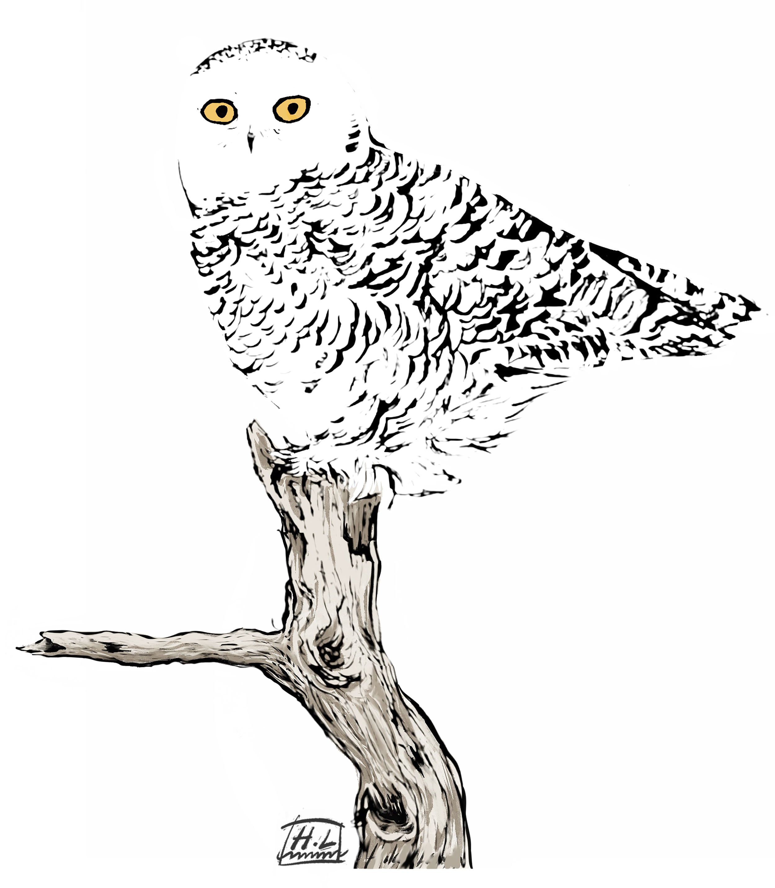 snowyowlforprint.png