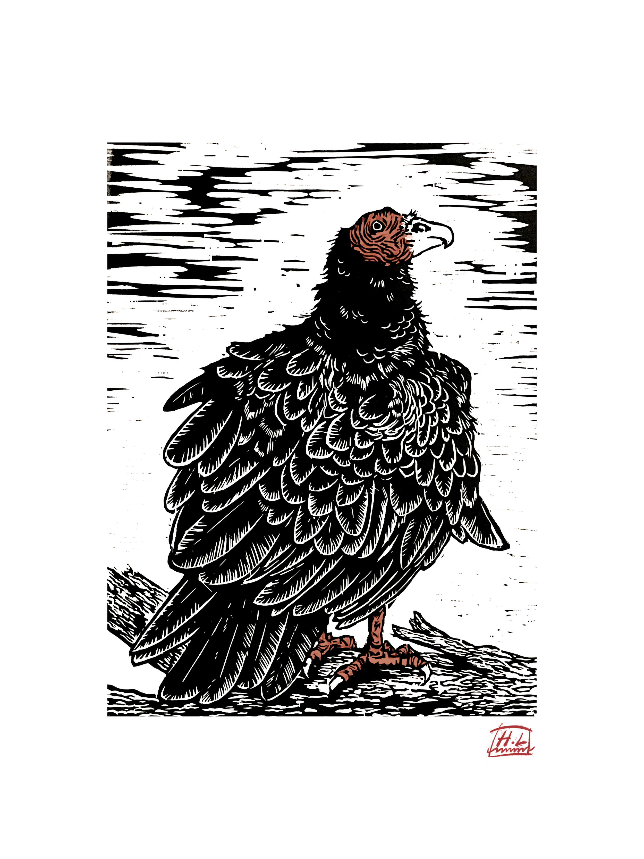 18x24TurkeyVultureforPrint.png