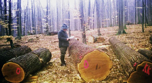 Practical Silviculture