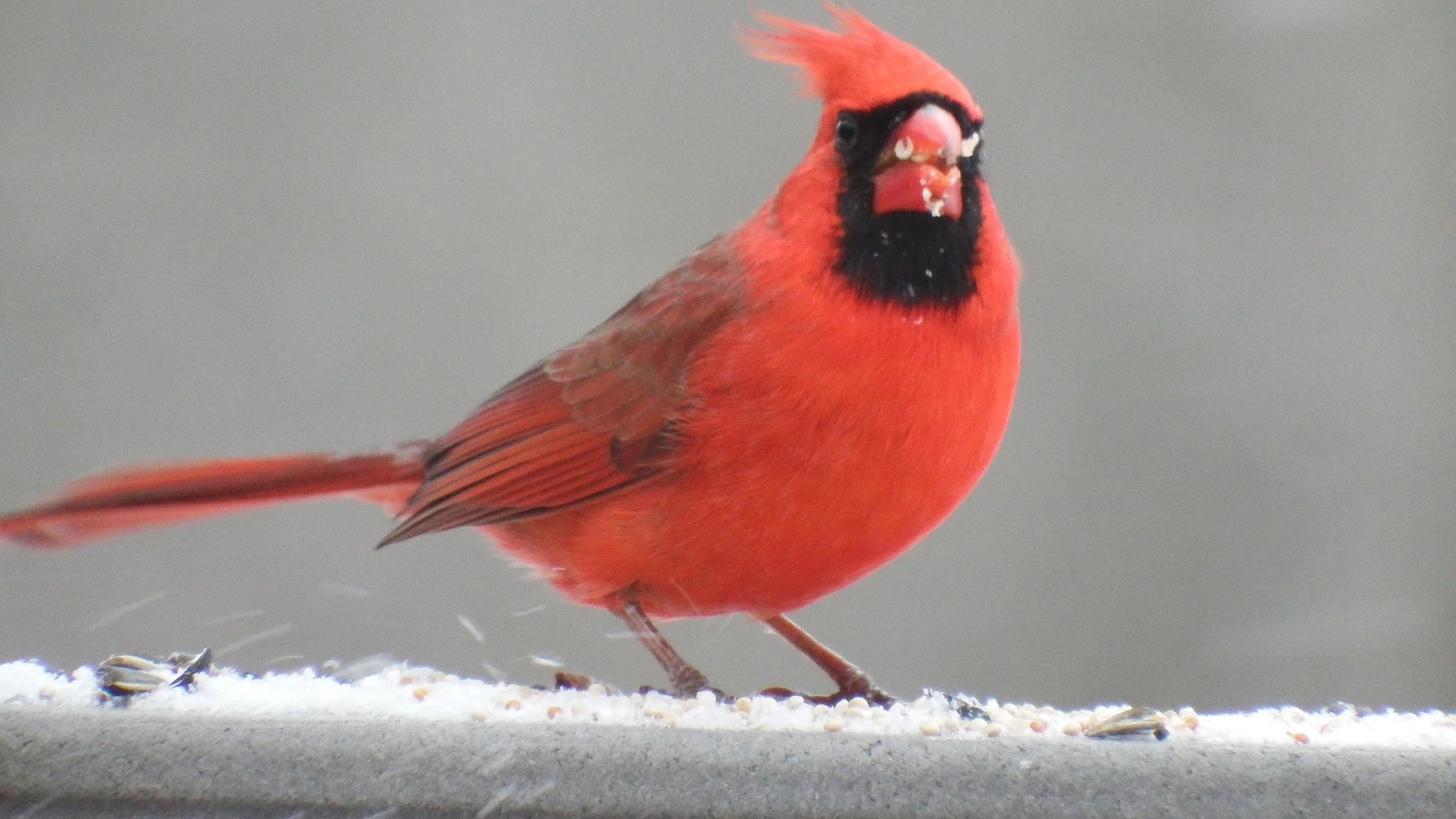 Counting the Birds a Truly Big Deal