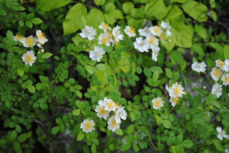 Invasive Plants in Maine